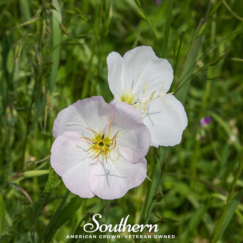 Load image into Gallery viewer, Showy Evening Primrose (Pink Ladies) – 100 Seeds
