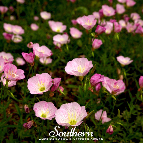 Showy Evening Primrose Pink Ladies 100 Seeds