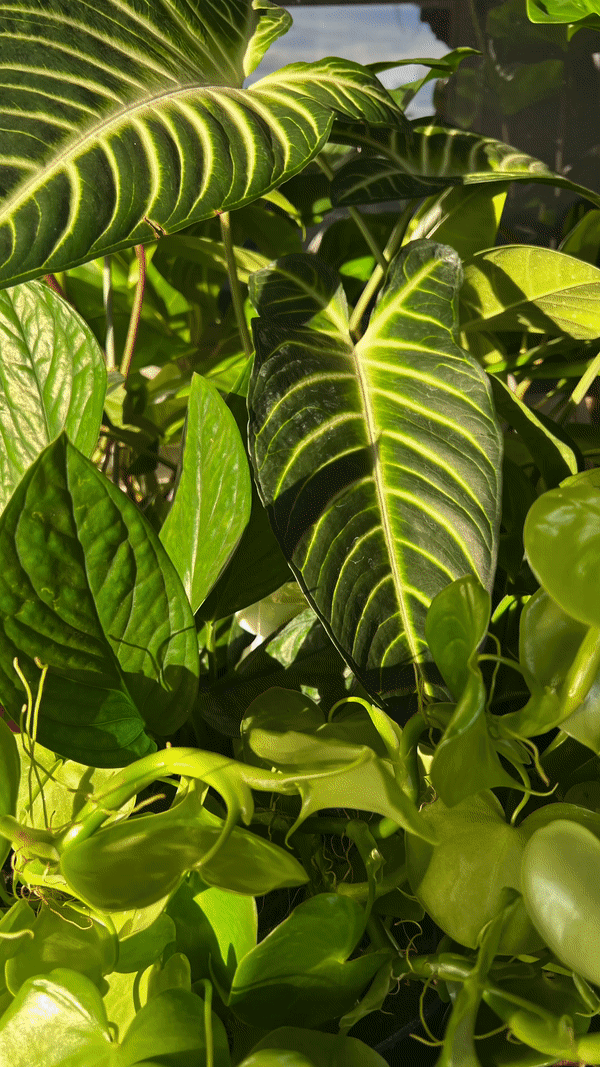 Load image into Gallery viewer, Kelp Mist Foliar Spray
