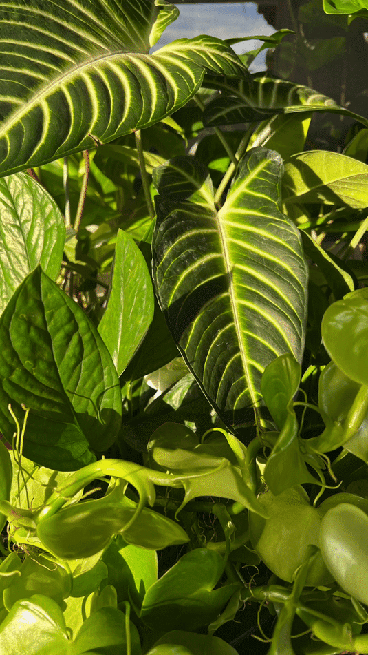 Kelp Mist Foliar Spray