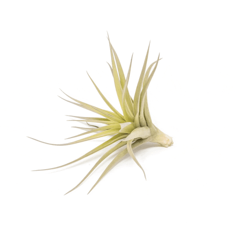 Tillandsia Aeranthos Carnation of the Air