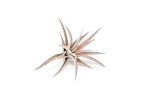Tillandsia Harrisii Air Plants, additional product view 2