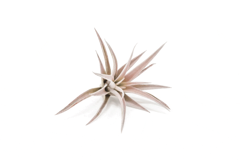 Load image into Gallery viewer, SALE - Tillandsia Harrisii Air Plants - Set of 10, 15, or 20 - 60% Off
