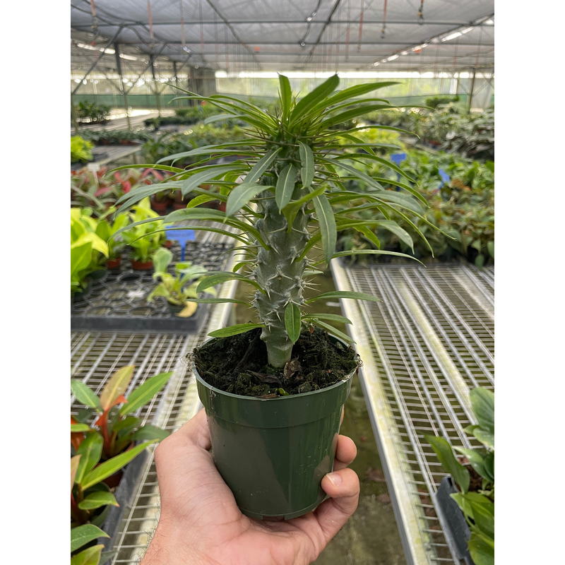 Load image into Gallery viewer, Pachypodium 'lamerei' (Madagascar Palm)

