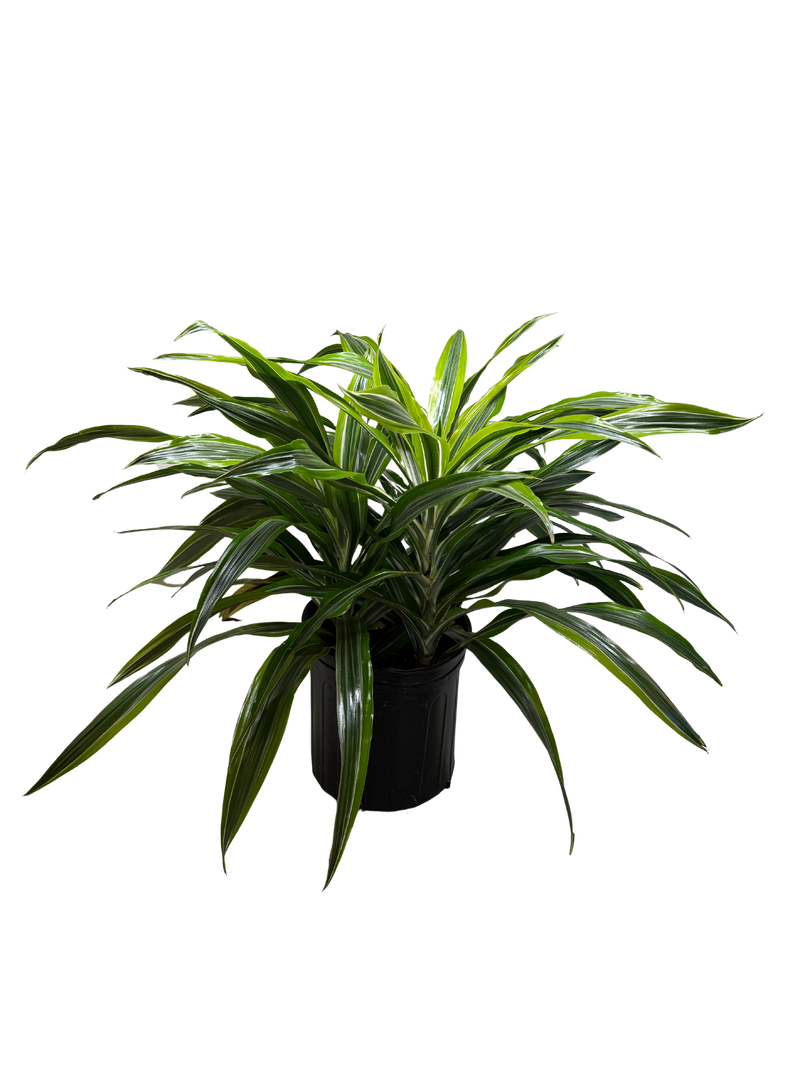 Load image into Gallery viewer, Dracaena 'Lemon Lime'
