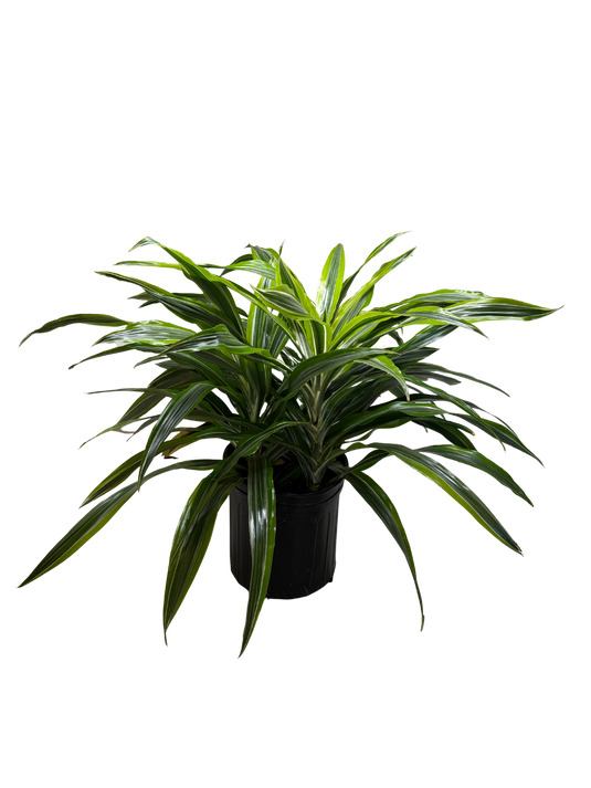 Dracaena 'Lemon Lime'