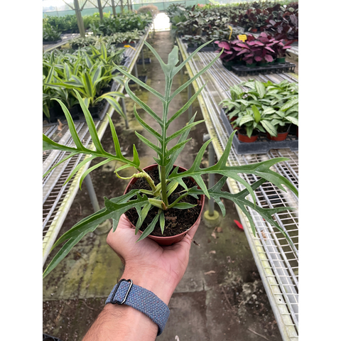 Philodendron Tortum