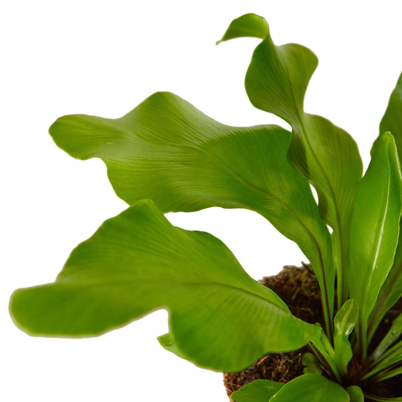 Load image into Gallery viewer, Bird's Nest 'Nidus' Fern
