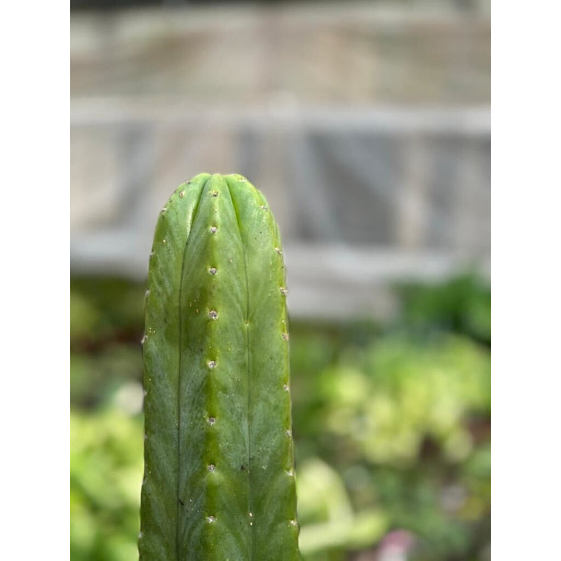 Load image into Gallery viewer, Cactus Echinopsis Pachanoi - 2FT
