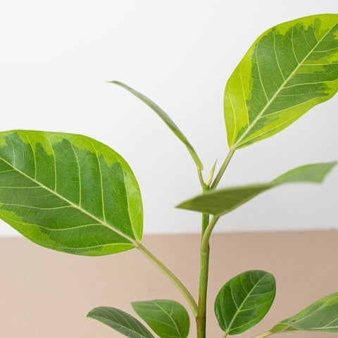 Ficus Altissima 'Yellow Gem', additional product view 2