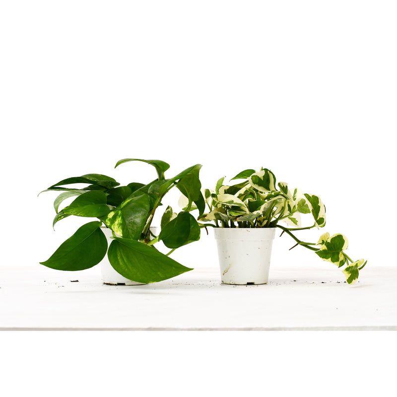 Load image into Gallery viewer, 2 Pothos Variety Pack / 4" Pot / Live Plant / Home and Garden Plants
