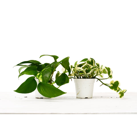 2 Pothos Variety Pack / 4