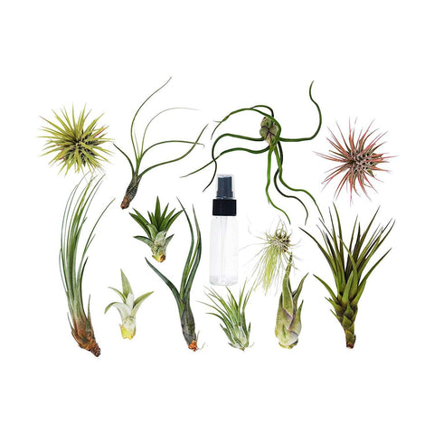 20-piece bulk air plant assortment with spray bottle