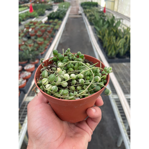 Succulent String of Pearls Variegated