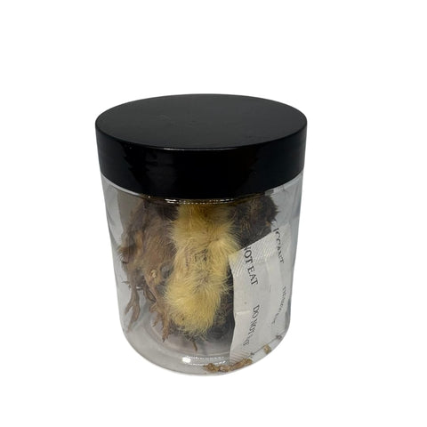 Freeze-dried whole quail, detail view