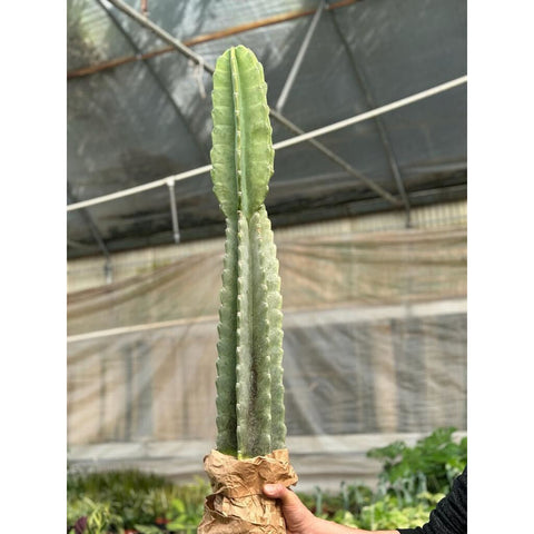 Cactus Cereus Peruvianus, 3 feet