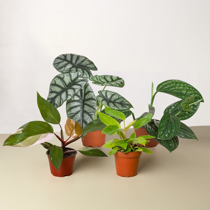 Load image into Gallery viewer, Rare Plant Bundle
