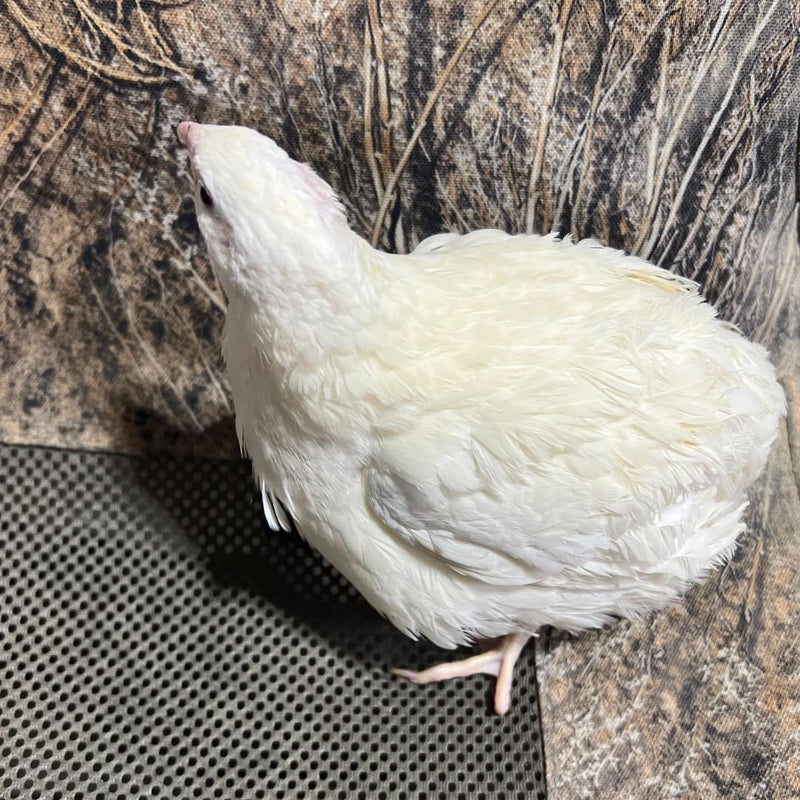Load image into Gallery viewer, Jumbo White Coturnix Hatching Eggs - Premium Quail Eggs for Hatching - Perfect for Homesteaders, Breeders, Hobbyists - Freshly Collected for High Hatch Rates

