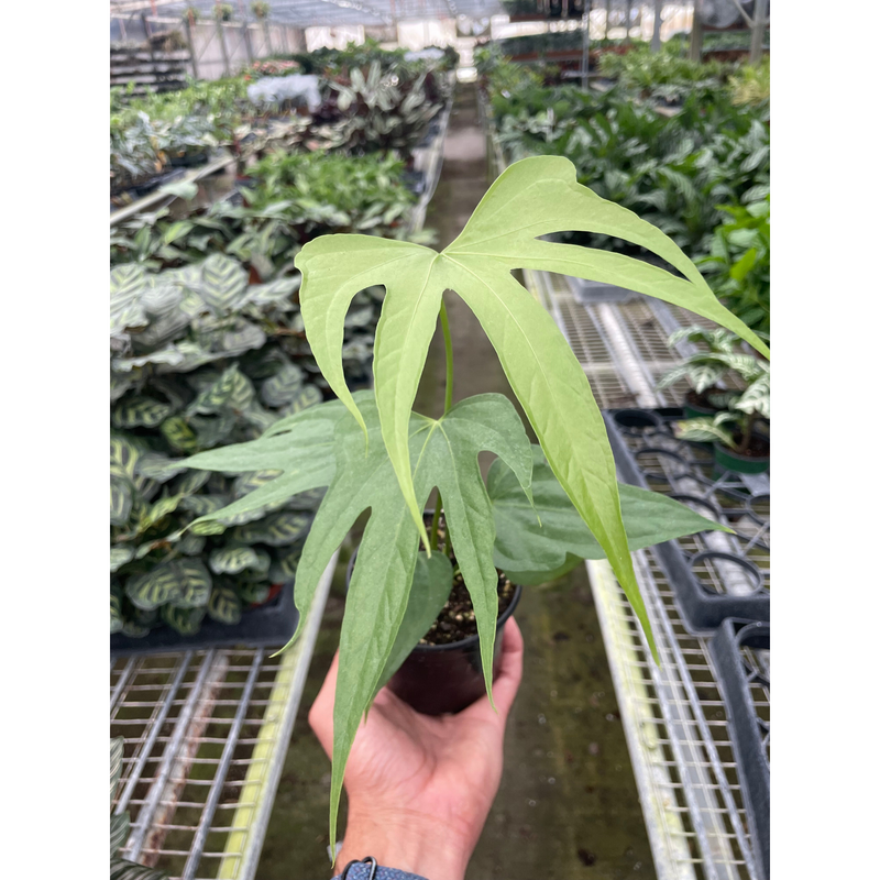 Load image into Gallery viewer, Anthurium Fingers
