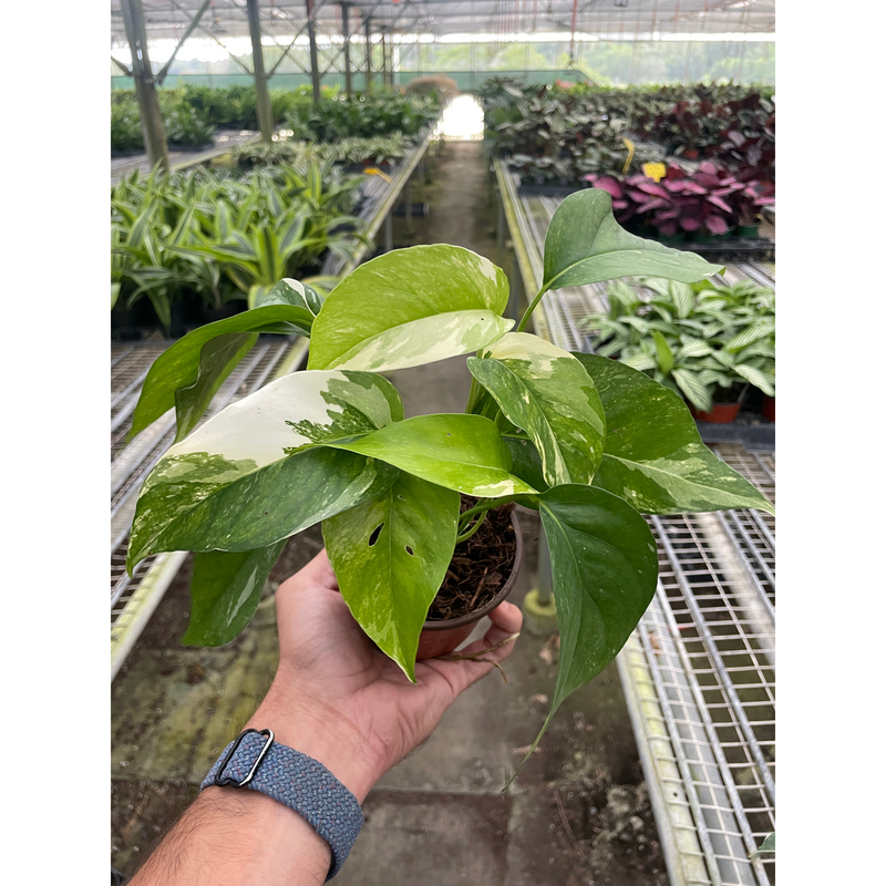 Load image into Gallery viewer, Pothos 'Albo Variegata'
