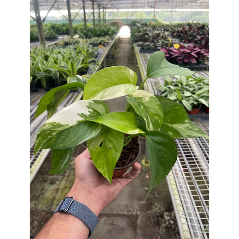 Pothos Albo Variegata