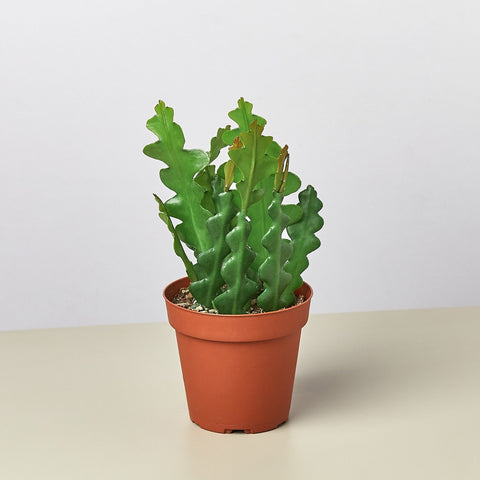 Epiphyllum 'Ric Rac' Cactus, additional product view 2