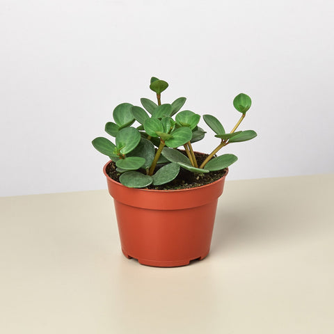 Peperomia Hope