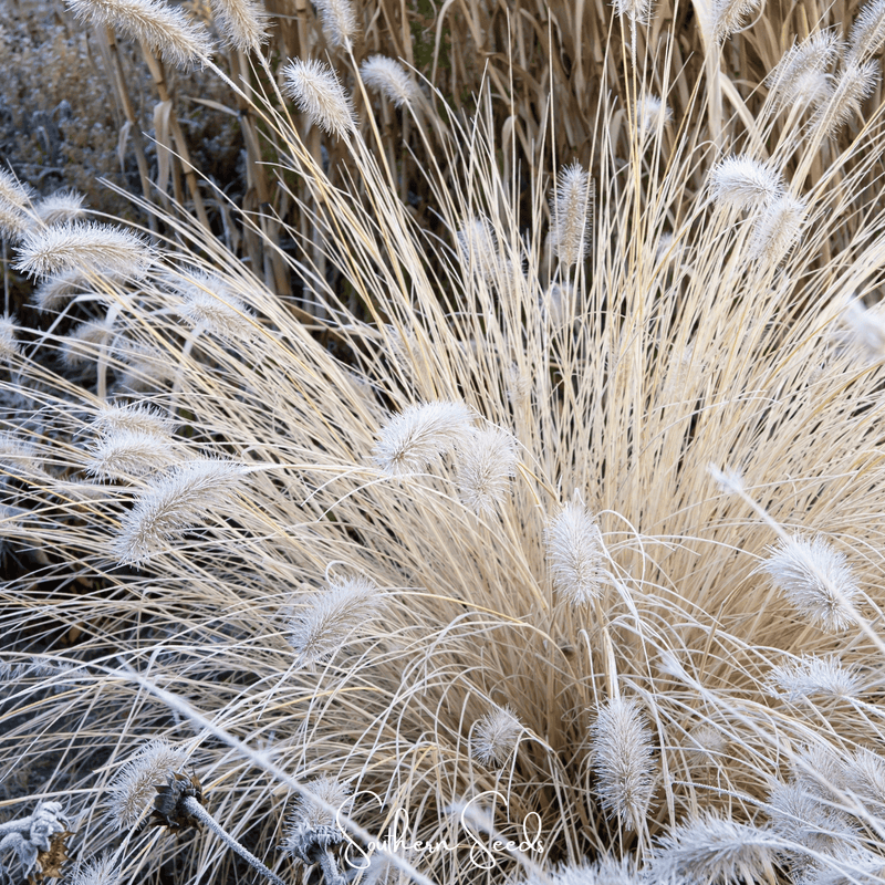 Load image into Gallery viewer, Feathertop – 25 Seeds
