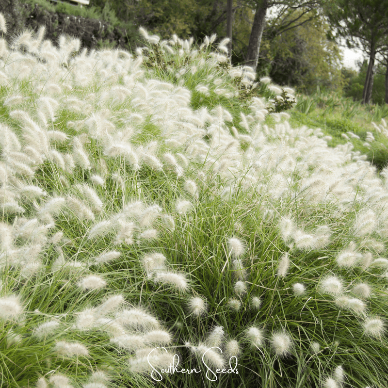 Load image into Gallery viewer, Feathertop – 25 Seeds
