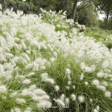 Feathertop 25 Seeds