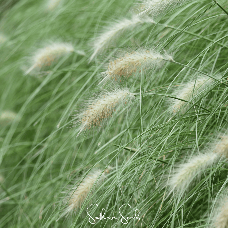 Load image into Gallery viewer, Feathertop – 25 Seeds
