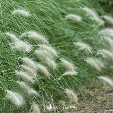 Feathertop – 25 Seeds, additional product view 2