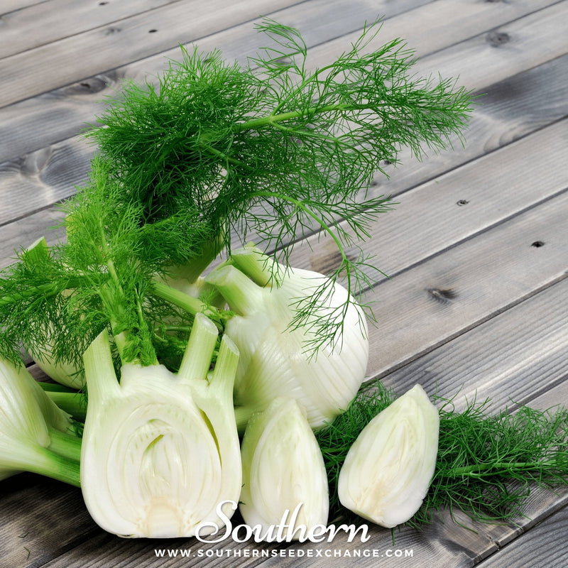 Load image into Gallery viewer, Florence Fennel – 200 Seeds
