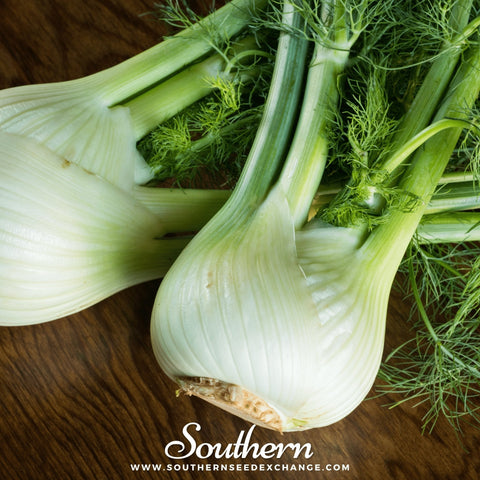 Florence Fennel seeds package, 200 count, GrowTime Garden Supply