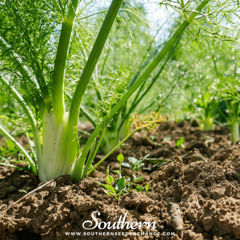 Florence Fennel – 200 Seeds, additional product view 2