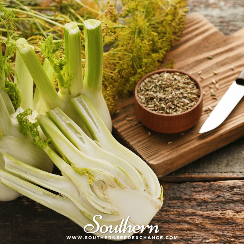 Load image into Gallery viewer, Florence Fennel – 200 Seeds
