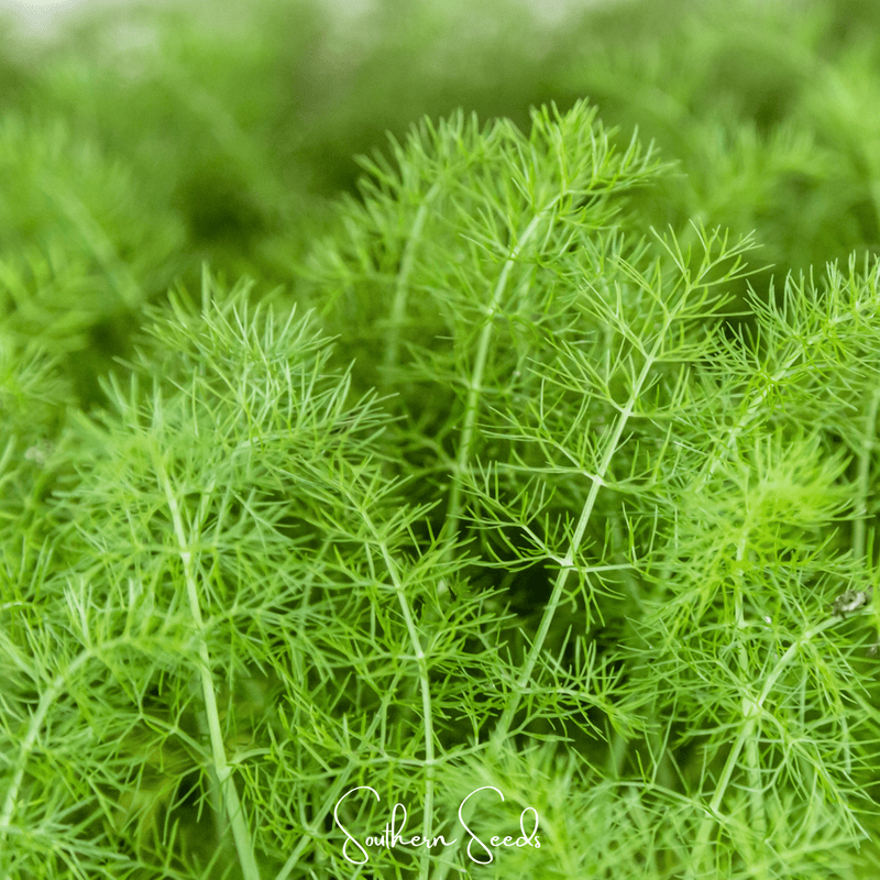 Load image into Gallery viewer, Grosfruchtiger Fennel – 200 Seeds
