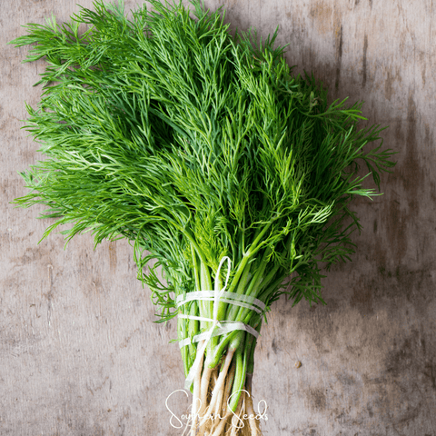 Grosfruchtiger Fennel 200 Seeds