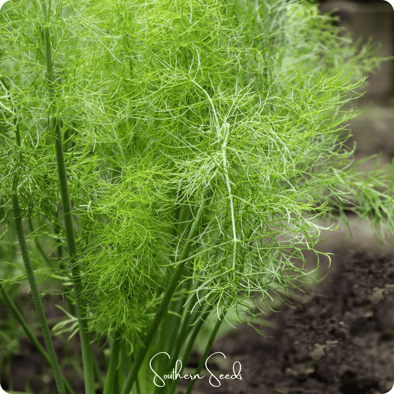 Load image into Gallery viewer, Grosfruchtiger Fennel – 200 Seeds
