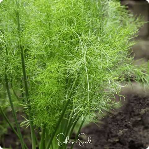 Grosfruchtiger Fennel – 200 Seeds, additional product view 2