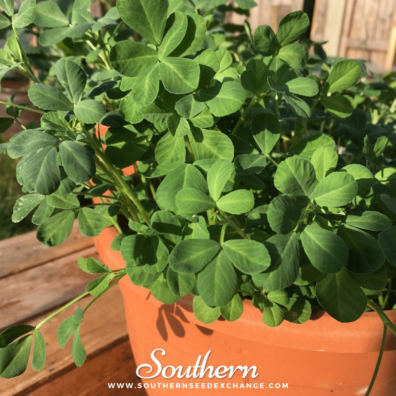 Load image into Gallery viewer, Fenugreek – 50 Seeds
