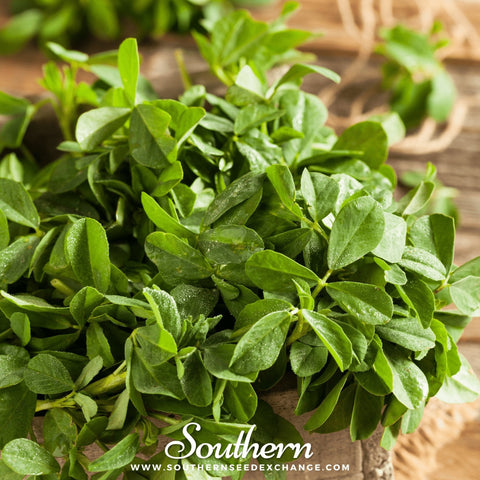 Fenugreek – 50 Seeds, additional product view 2