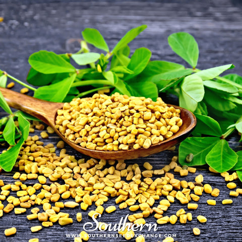 Fenugreek seeds package, 50 count, GrowTime Garden Supply