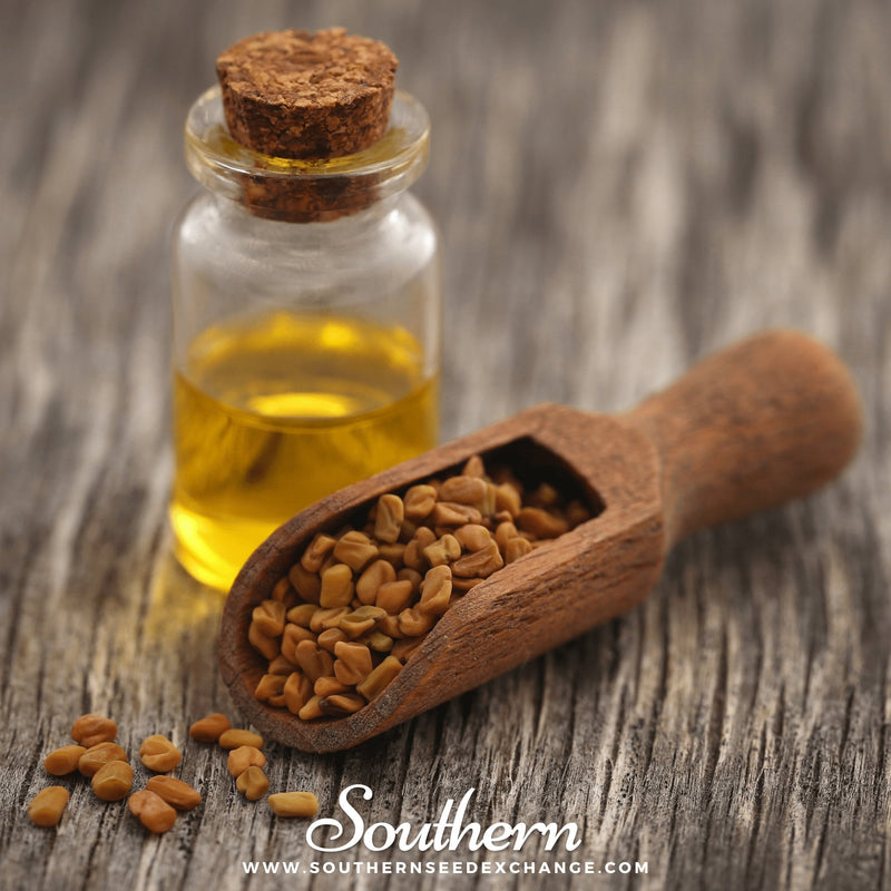 Load image into Gallery viewer, Fenugreek – 50 Seeds
