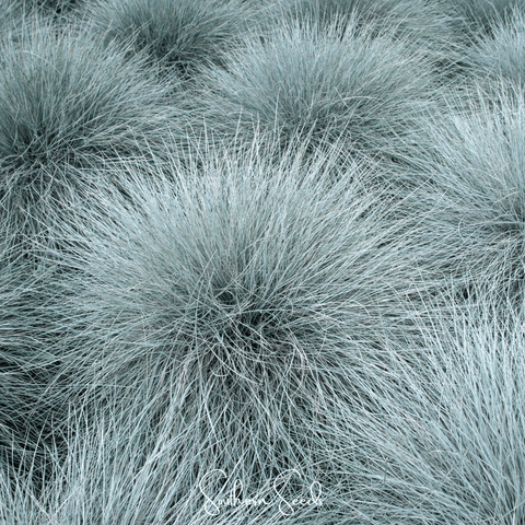 Blue Fescue 100 Seeds