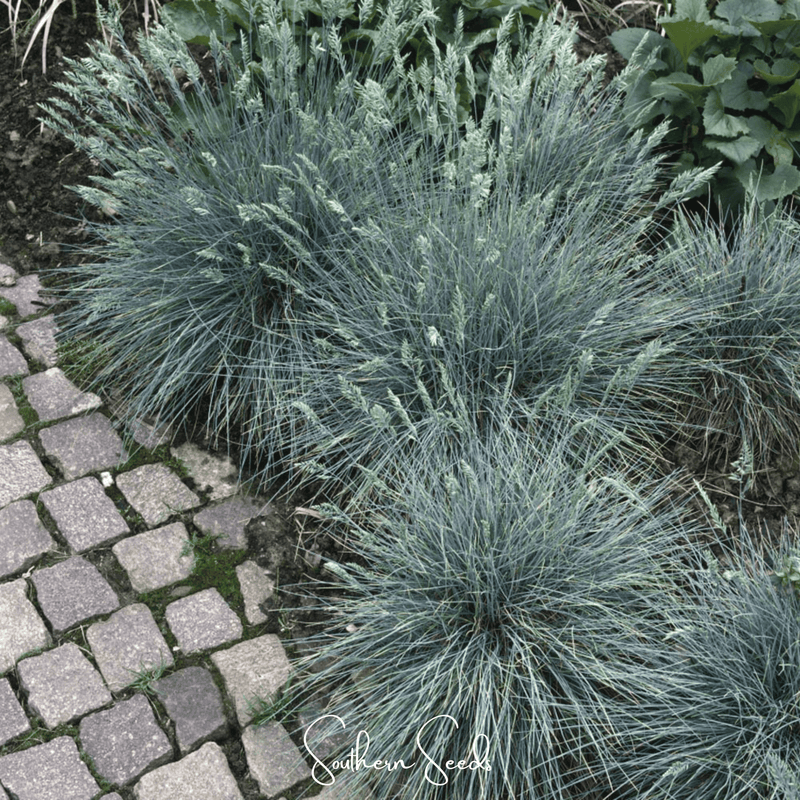 Load image into Gallery viewer, Blue Fescue – 100 Seeds
