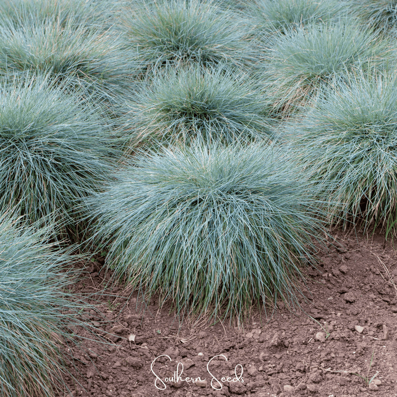 Load image into Gallery viewer, Blue Fescue – 100 Seeds
