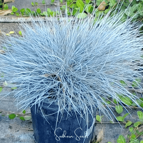 Blue Fescue – 100 Seeds, additional product view 2