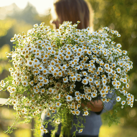 Feverfew seeds package, 100 count, GrowTime Garden Supply