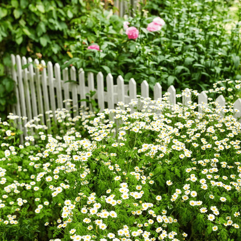 Load image into Gallery viewer, Feverfew – 100 Seeds
